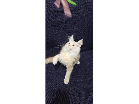 Anne Baba Şecereli Safkan Yavru Maine Coon