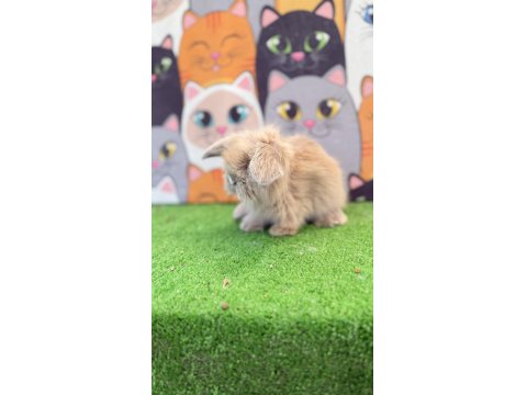 Hollanda Teddy Lop Tavşanlar