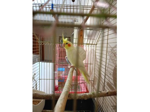 Lutino Sultan Papağanı