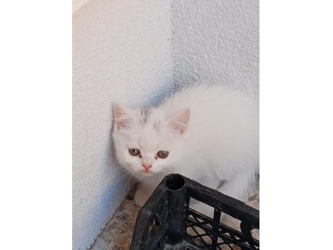 Yavrularımız Yeni Yuvalarına Gitmeyi Bekliyorlar
