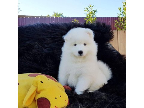 Samoyed Köpeği Yavruları
