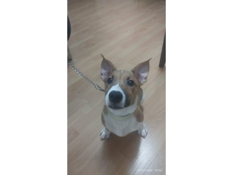 5 Aylık Sorunları Bitmiş, Aşılı, Tuvalet Eğitimli Jack Russell