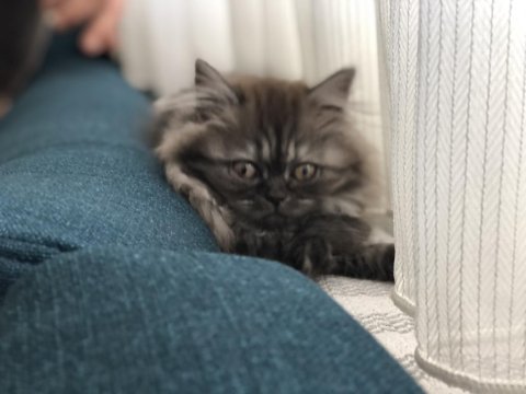 3 Aylık Dişi Yavru Kedimiz