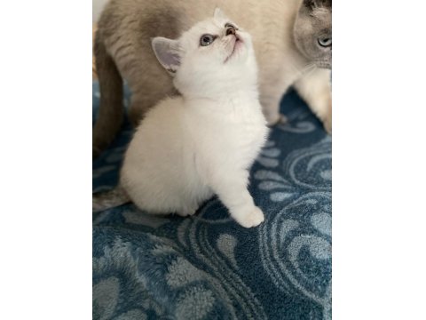 Dünya Güzeli British Shorthair Kediler