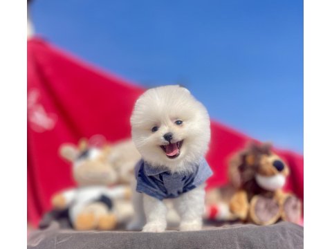 Ayı Surat Pomeranian Boo Köpek Yavruları