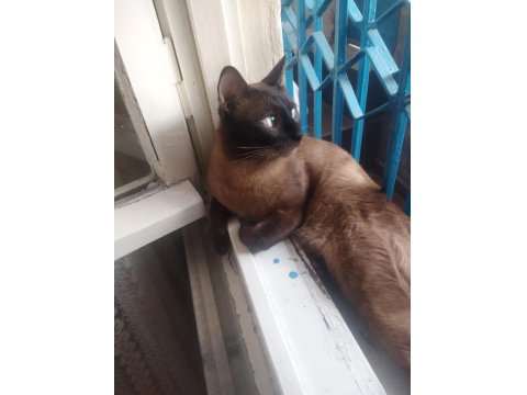Yetişkin Siyam Kedisi