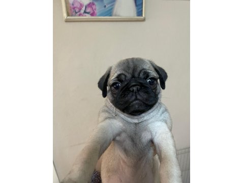 Pug Yavru Köpek