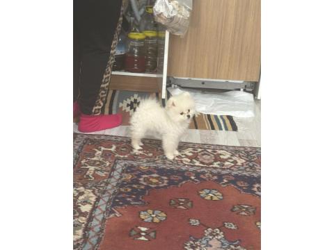 Uslu Zeki Oyuncu Ayıcık Surat Pomeranian Boo