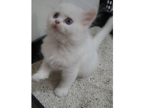 Maviş British Longhair Kleopayram