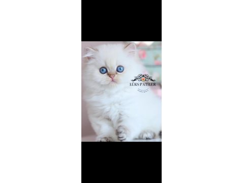 İpeksi Tüylü Silver British Longhair
