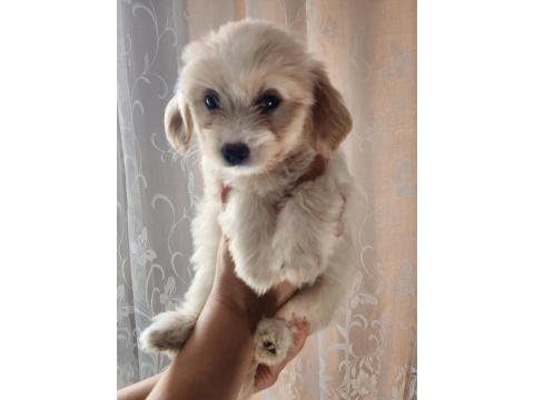 52 Günlük Köpeklerimiz