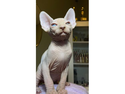 Sfenks Bebişler Sahiplerini Arıyor