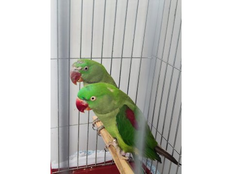 Erkek Ve Dişi Alexander Papağanı (İskender Papağanı)