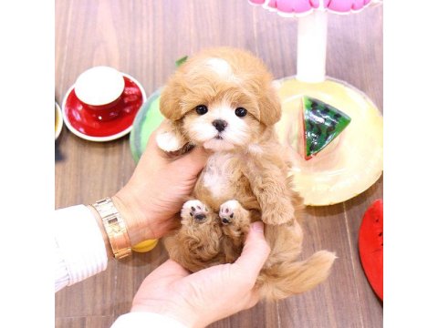 Maltipoo Bebek Köpeklerim