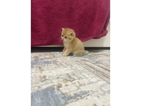 Saf Kan 2 Erkek Kardeş Golden British Kedimiz