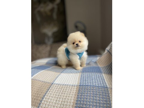 Ayı Surat Pomeranian Boo Yavrular