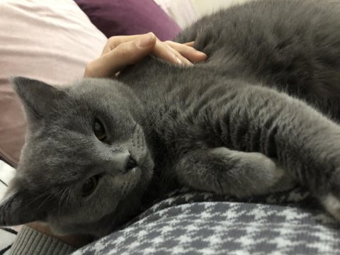 British Shorthair Kedimi Mecburiyetten Sahiplendiriyorum