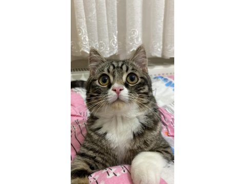 Sevecen, Oyuncu Ve Cana Yakın Kedimiz