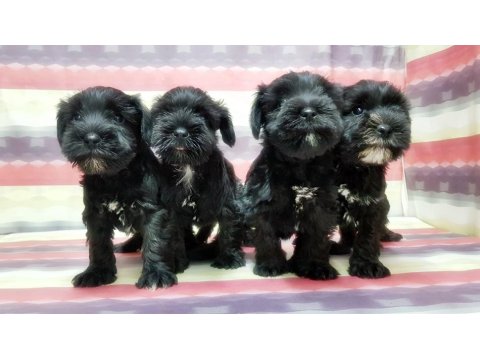 Yavru Minyatür Schnauzer