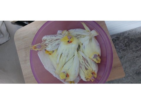 Yeme Düşmek Üzere El Besleme Yavru Sultan