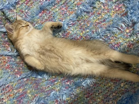 British Shorthair Prenses Manolya