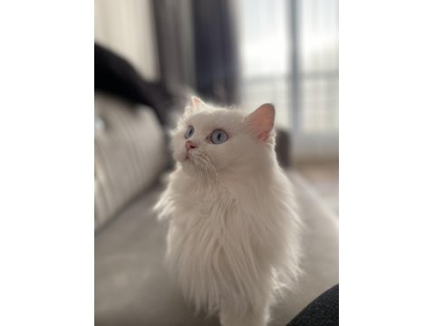 Güzel British Longhair Kızımıza Yeni Yuva Arıyoruz