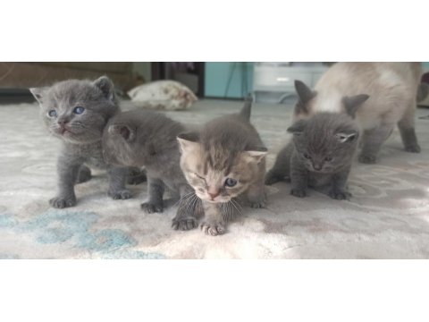 Masmavi Gözlü Minik Mucize Kediler