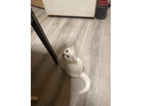 Minik Scottish Bembeyaz Bebeğim