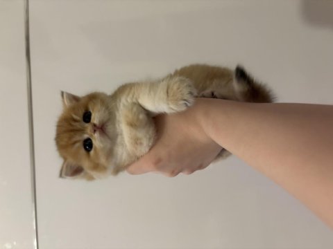 British Golden Ny12 British Shorthair Yavrular