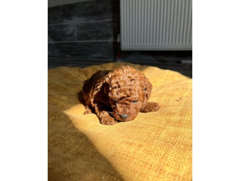 Kore Red-Brown Toy Poodle Yavrularımız
