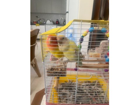 Sultan (Cennet) Papağanlarımıza Yuva Arıyoruz