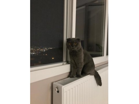 Kısırlaştırıp Sahiplendirilecek Scottish Fold
