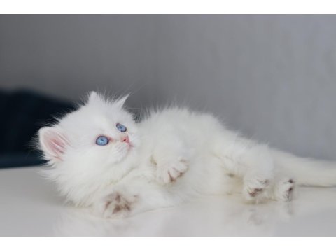 Full Şecereli Teslime Hazır Dişi British Longhair