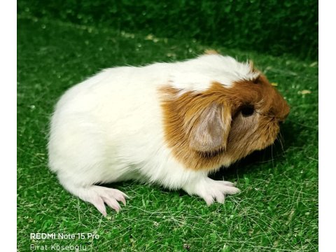 Safkan Üst Kalite Guinea Pigler