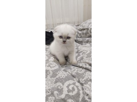 Kedimiz Yeni Yuvasını Arıyor