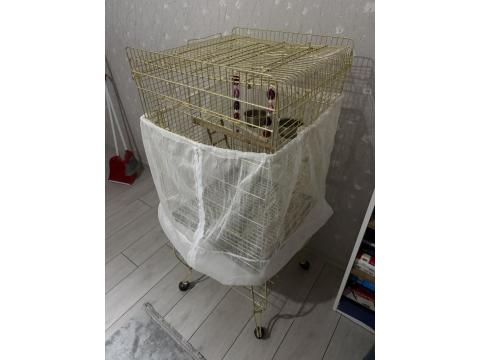 1.5 Yaşında Erkek Gül Kakadu