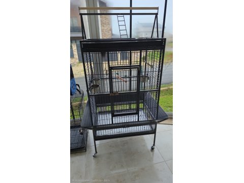 El Beslemesi Konuşan Jako Papağanı