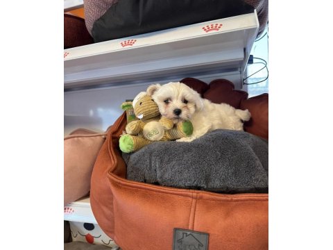Teacup Maltese Terrier Yavrularımız