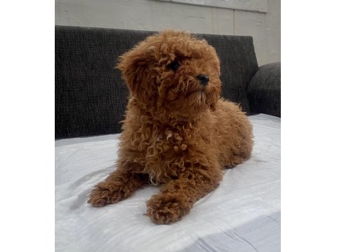 Mini Boy Toy Poodle Kızımız