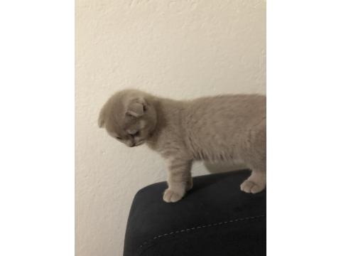 Uyguna Ev Ortamında Yetişme Yavru Kedimiz