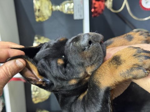 European Doberman Yavrular