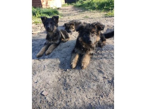 Showline Alman Kurdu Bebekler