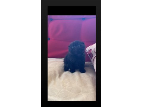 Safkan Ayı Surat Siyah Scottish Fold Yavrumuz