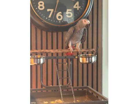 2 Yaşında Jako Erkek Kuşumuz