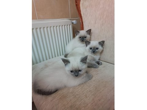 British Shorthair Yavrularımıza Güzel Bir Yuva Arıyoruz