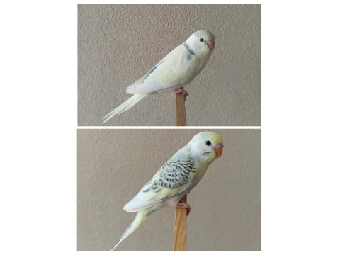 Yeni Yeme Düşmüş Uysal Renk Güzeli Yavru Muhabbetler