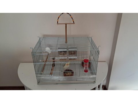 3 Aylık Erkek Sultan Papağanı