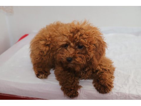 Mini Boy Toy Poodle Kızımız