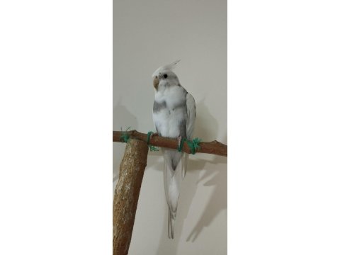 2 Yaşında Erkek Sultan Papağanı