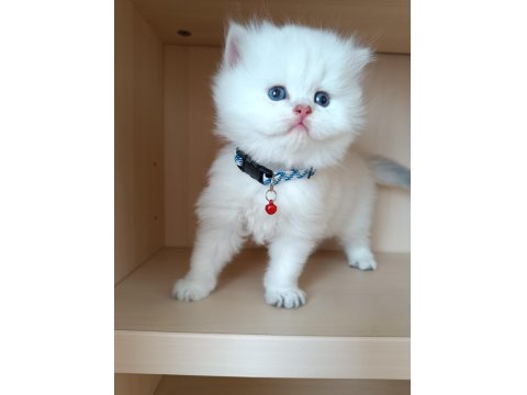 Yakışıklı British Longhair Geldi Yakışıklı
